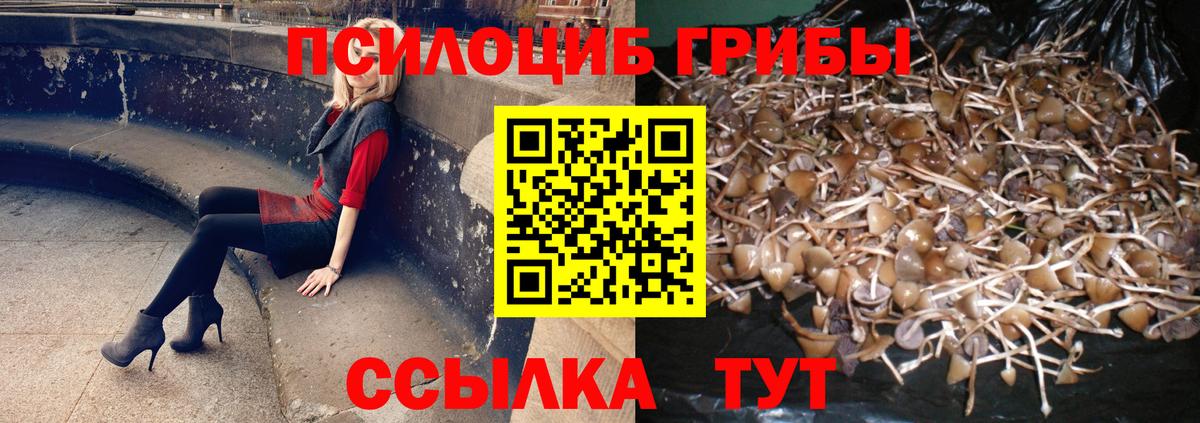 Галлюциногенные грибы Psilocybe  Вход с VPN  купить наркотики сайты  Норильск 